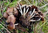 Psathyrella piluliformis image