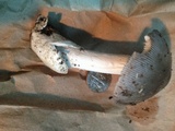 Amanita sect. Vaginatae image