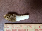 Morchella diminutiva image