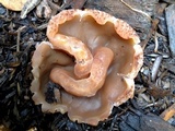 Peziza petersii image