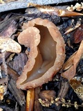 Peziza petersii image