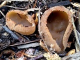 Peziza petersii image