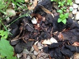 Scleroderma polyrhizum image
