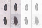Buellia chloroleuca image
