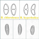 Buellia chloroleuca image