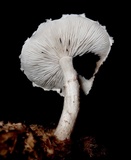 Ripartitella brasiliensis image