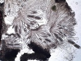 Pertusaria pustulata image
