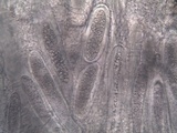 Pertusaria pustulata image
