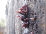 Coryne dubia image