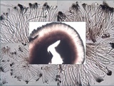 Toninia aromatica image