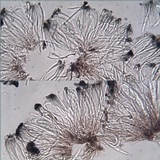 Toninia aromatica image