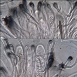 Toninia aromatica image