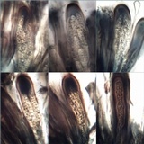 Toninia aromatica image