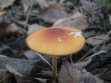Bolbitius callistus image