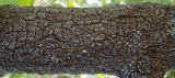 Thelopsis isiaca image