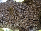 Thelopsis isiaca image