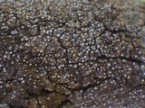 Thelopsis isiaca image