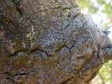 Thelopsis isiaca image