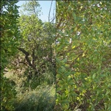 Thelopsis isiaca image