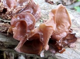 Auricularia angiospermarum image