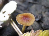 Bolbitius callistus image