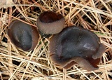 Plicaria endocarpoides image