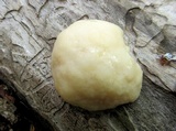 Reticularia lycoperdon image