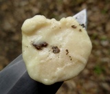 Reticularia lycoperdon image