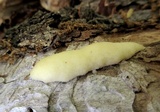 Reticularia lycoperdon image