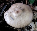 Pluteus petasatus image