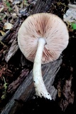 Pluteus petasatus image