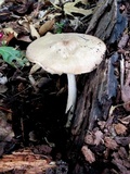 Pluteus petasatus image
