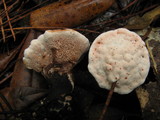 Hydnellum peckii image