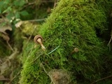 Tubaria confragosa image