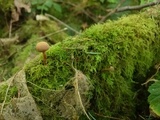 Tubaria confragosa image