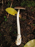 Amanita pachycolea image
