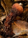 Calostoma fuscum image