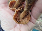 Cortinarius distans image