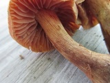 Cortinarius distans image