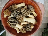 Morchella diminutiva image