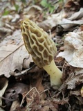 Morchella diminutiva image