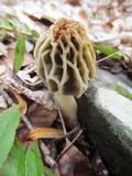 Morchella diminutiva image