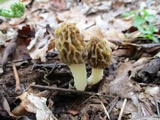 Morchella diminutiva image