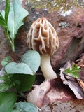 Morchella diminutiva image