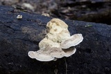 Trametes cubensis image