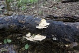 Trametes cubensis image