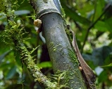 Ascopolyporus polychrous image