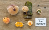 Ascopolyporus polychrous image