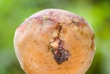 Ascopolyporus polychrous image