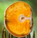 Ascopolyporus polychrous image
